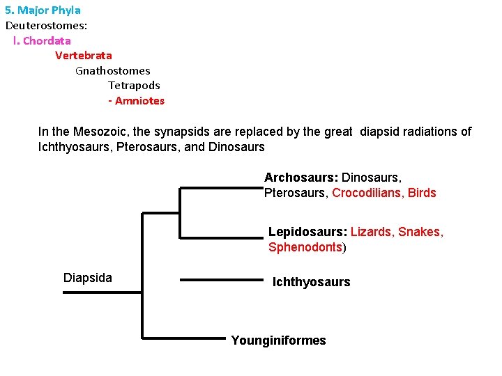5. Major Phyla Deuterostomes: l. Chordata Vertebrata Gnathostomes Tetrapods - Amniotes In the Mesozoic,