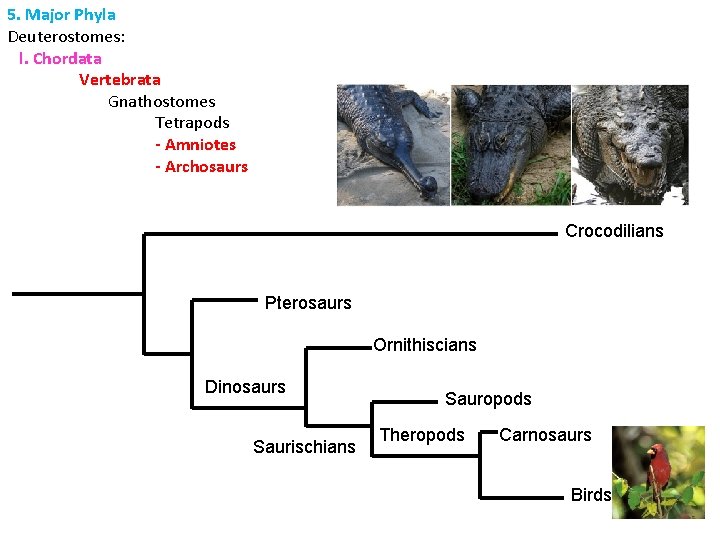 5. Major Phyla Deuterostomes: l. Chordata Vertebrata Gnathostomes Tetrapods - Amniotes - Archosaurs Crocodilians