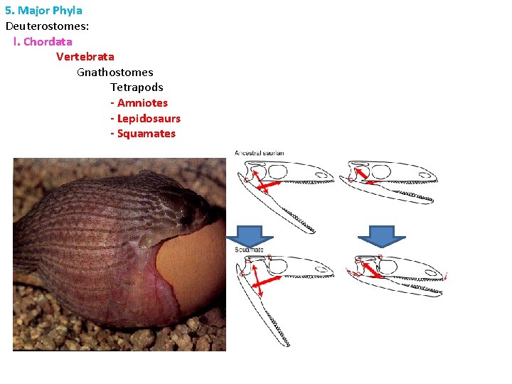 5. Major Phyla Deuterostomes: l. Chordata Vertebrata Gnathostomes Tetrapods - Amniotes - Lepidosaurs -