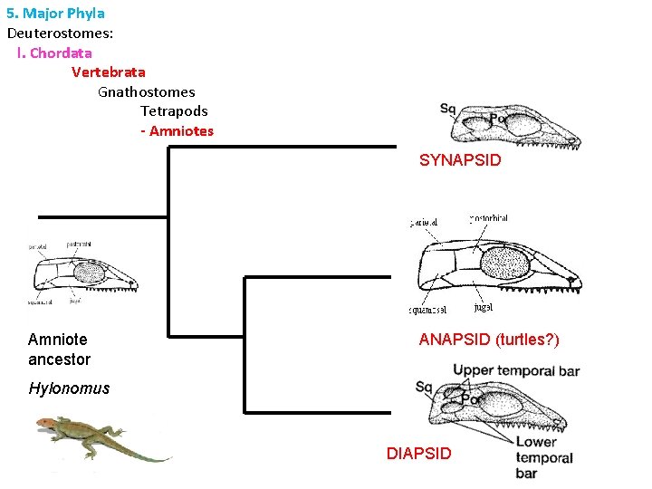 5. Major Phyla Deuterostomes: l. Chordata Vertebrata Gnathostomes Tetrapods - Amniotes SYNAPSID Amniote ancestor