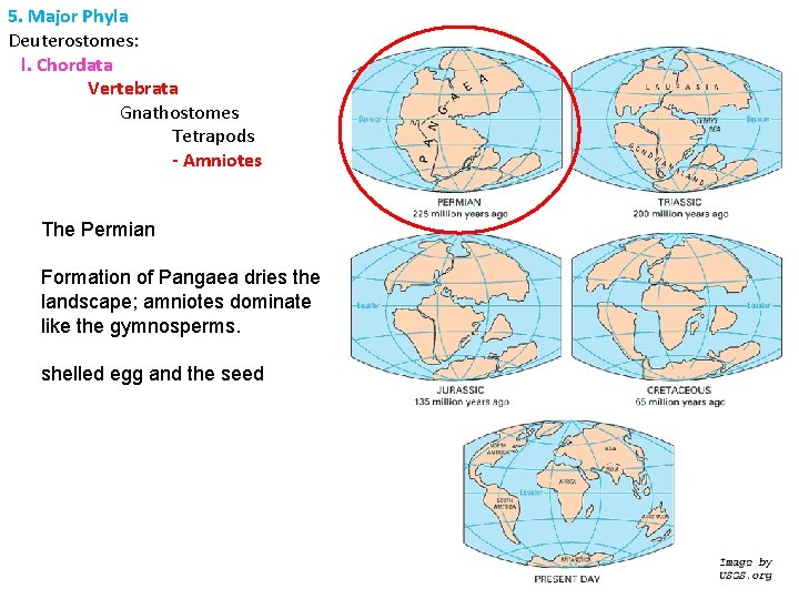 5. Major Phyla Deuterostomes: l. Chordata Vertebrata Gnathostomes Tetrapods - Amniotes The Permian Formation