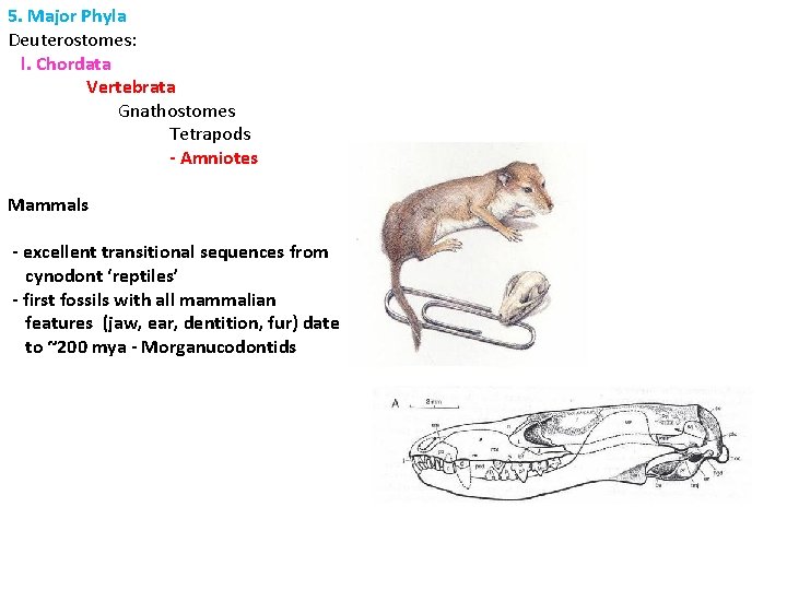5. Major Phyla Deuterostomes: l. Chordata Vertebrata Gnathostomes Tetrapods - Amniotes Mammals - excellent