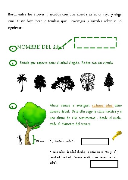 Busca entre los árboles marcados con una cuerda de color rojo y elige uno.