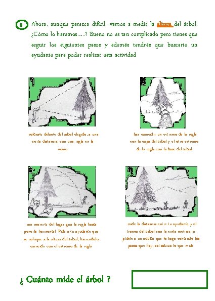 6 Ahora, aunque parezca difícil, vamos a medir la altura del árbol. ¿Cómo lo