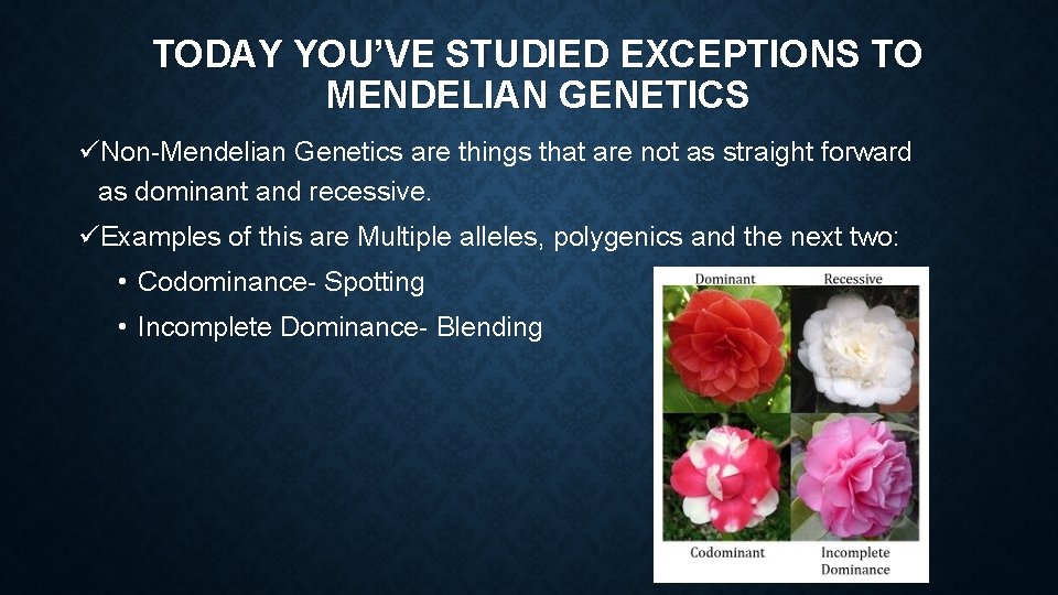 TODAY YOU’VE STUDIED EXCEPTIONS TO MENDELIAN GENETICS üNon-Mendelian Genetics are things that are not