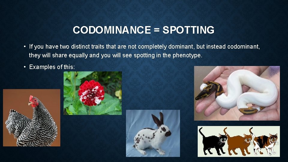 CODOMINANCE = SPOTTING • If you have two distinct traits that are not completely