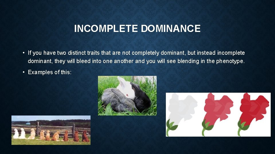 INCOMPLETE DOMINANCE • If you have two distinct traits that are not completely dominant,