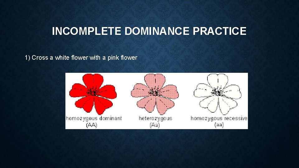 INCOMPLETE DOMINANCE PRACTICE 1) Cross a white flower with a pink flower 