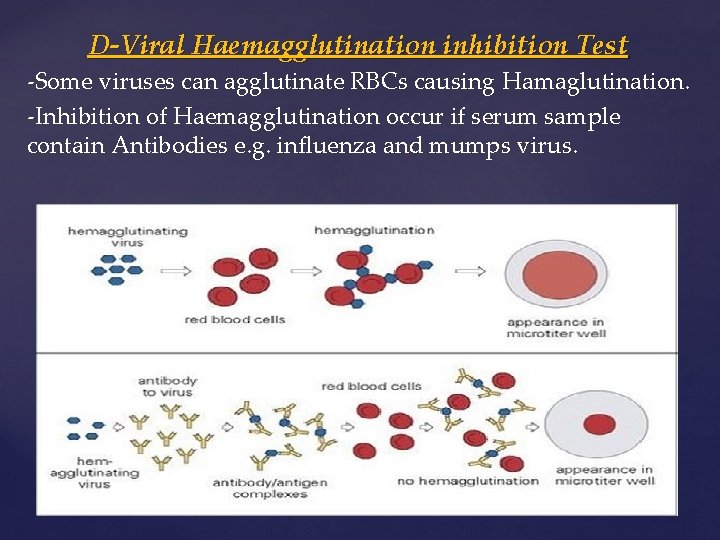 D-Viral Haemagglutination inhibition Test -Some viruses can agglutinate RBCs causing Hamaglutination. -Inhibition of Haemagglutination