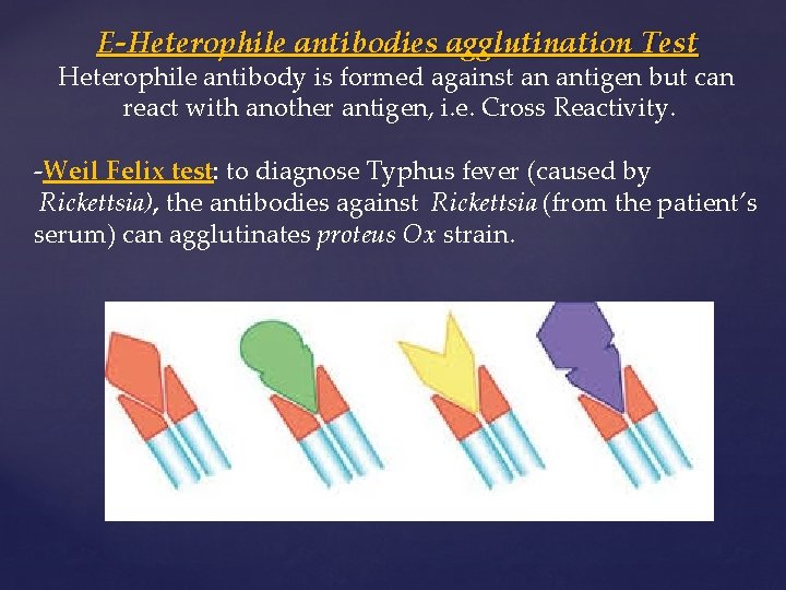 E-Heterophile antibodies agglutination Test Heterophile antibody is formed against an antigen but can react