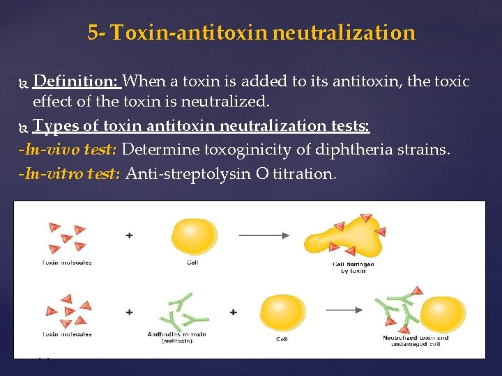 5 - Toxin-antitoxin neutralization Definition: When a toxin is added to its antitoxin, the