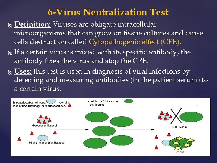 6 -Virus Neutralization Test Definition: Viruses are obligate intracellular microorganisms that can grow on