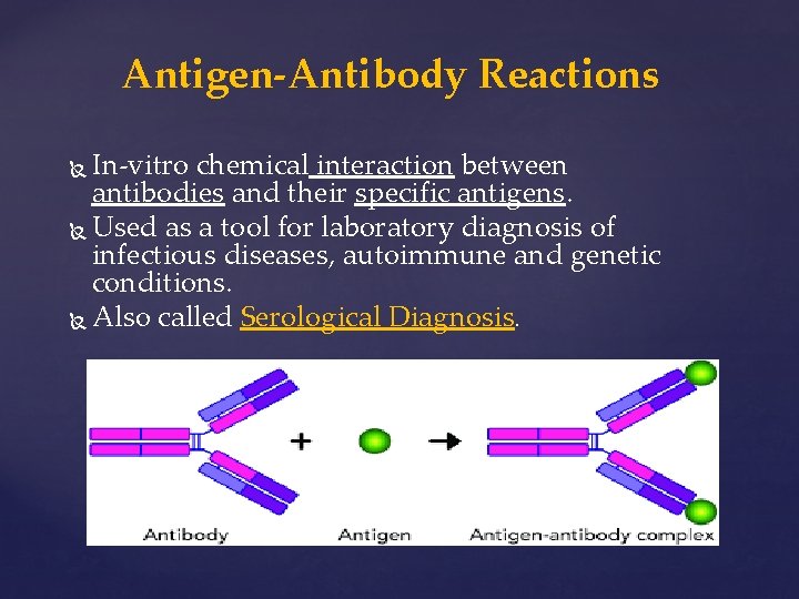 Antigen-Antibody Reactions In-vitro chemical interaction between antibodies and their specific antigens. Used as a