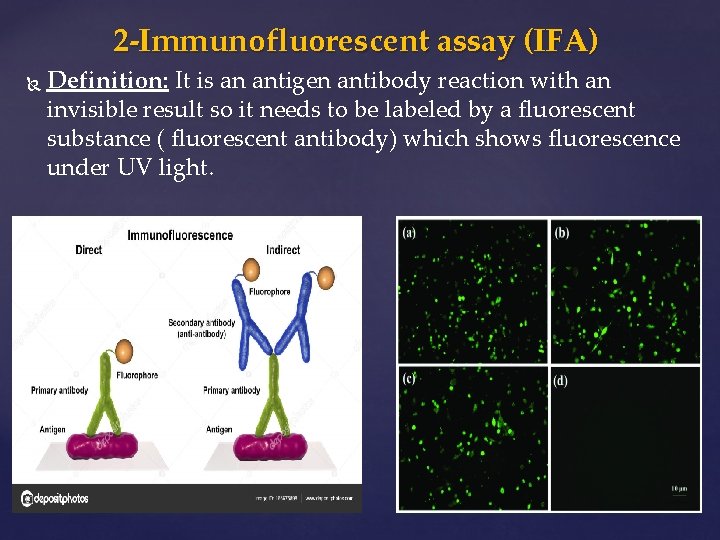 2 -Immunofluorescent assay (IFA) Definition: It is an antigen antibody reaction with an invisible