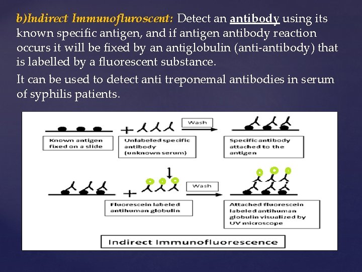 b)Indirect Immunofluroscent: Detect an antibody using its known specific antigen, and if antigen antibody