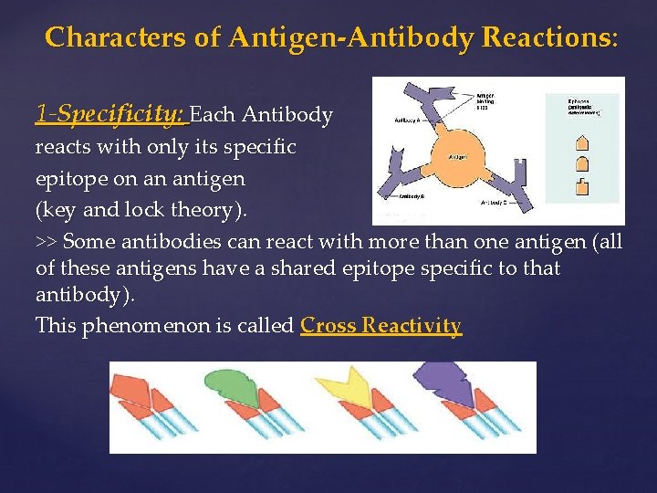 AntigenAntibody Reactions AntigenAntibody Reactions Invitro chemical interaction between