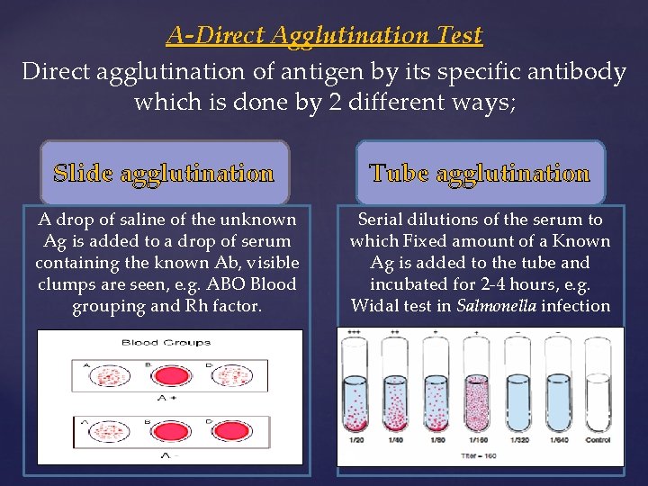 AntigenAntibody Reactions AntigenAntibody Reactions Invitro chemical interaction between