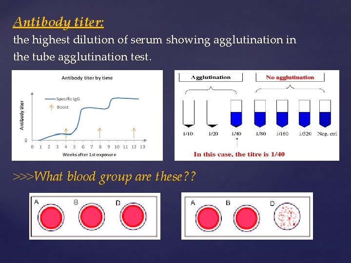 Antibody titer: the highest dilution of serum showing agglutination in the tube agglutination test.
