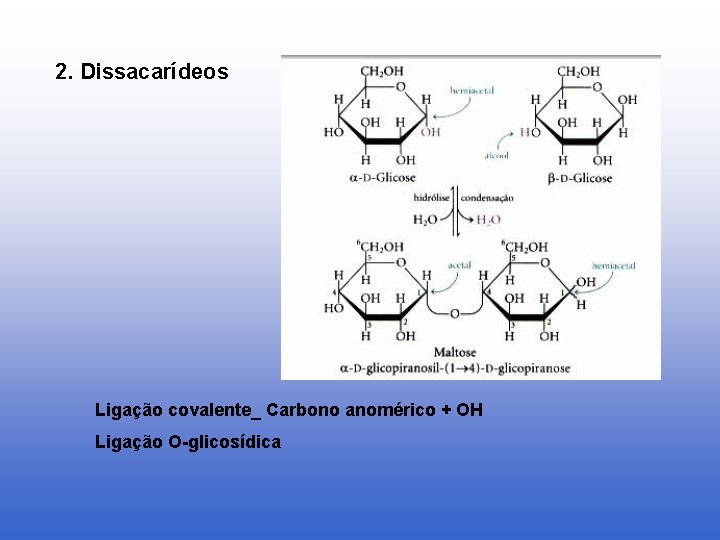 2. Dissacarídeos Ligação covalente_ Carbono anomérico + OH Ligação O-glicosídica 