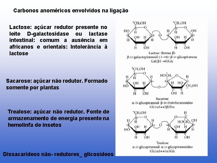 Carbonos anoméricos envolvidos na ligação Lactose: açúcar redutor presente no leite D-galactosidase ou lactase