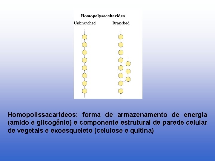 Homopolissacarídeos: forma de armazenamento de energia (amido e glicogênio) e componente estrutural de parede
