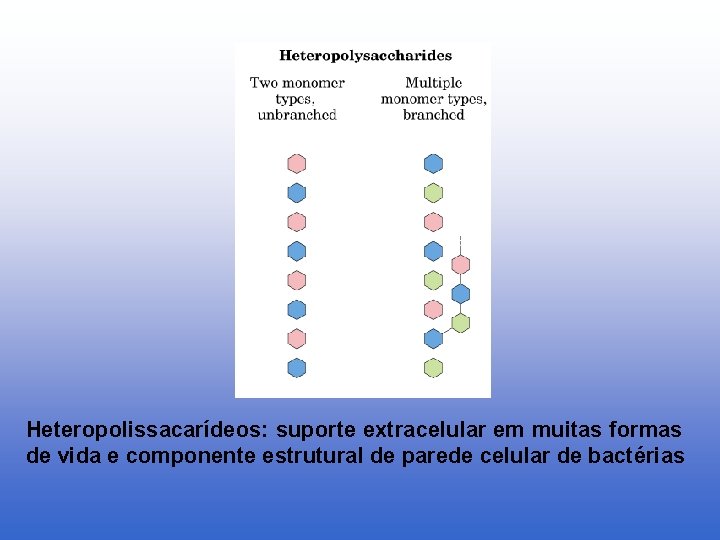 Heteropolissacarídeos: suporte extracelular em muitas formas de vida e componente estrutural de parede celular