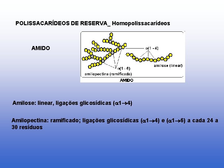 POLISSACARÍDEOS DE RESERVA_ Homopolissacarídeos AMIDO Amilose: linear, ligações glicosídicas ( 1 4) Amilopectina: ramificado;