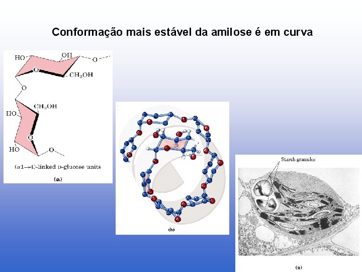 Conformação mais estável da amilose é em curva 