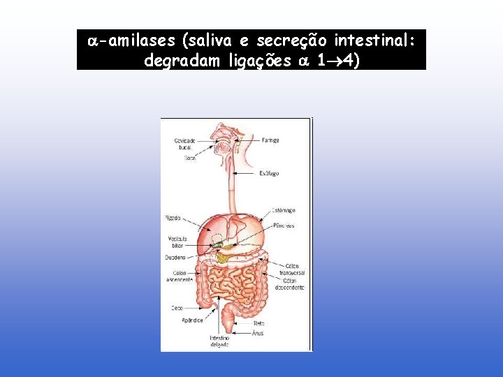  -amilases (saliva e secreção intestinal: degradam ligações 1 4) 