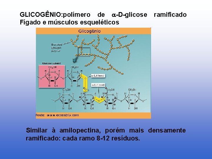 GLICOGÊNIO: polímero de -D-glicose Fígado e músculos esqueléticos ramificado Similar à amilopectina, porém mais