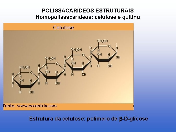 POLISSACARÍDEOS ESTRUTURAIS Homopolissacarídeos: celulose e quitina Estrutura da celulose: polímero de -D-glicose 