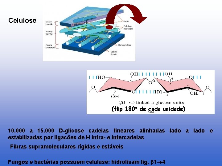 Celulose (flip 180 de cada unidade) 10. 000 a 15. 000 D-glicose cadeias lineares