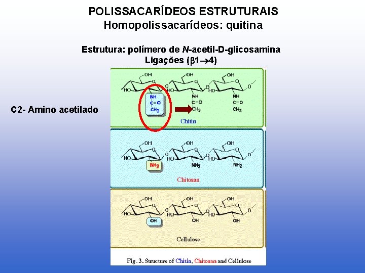POLISSACARÍDEOS ESTRUTURAIS Homopolissacarídeos: quitina Estrutura: polímero de N-acetil-D-glicosamina Ligações ( 1 4) C 2