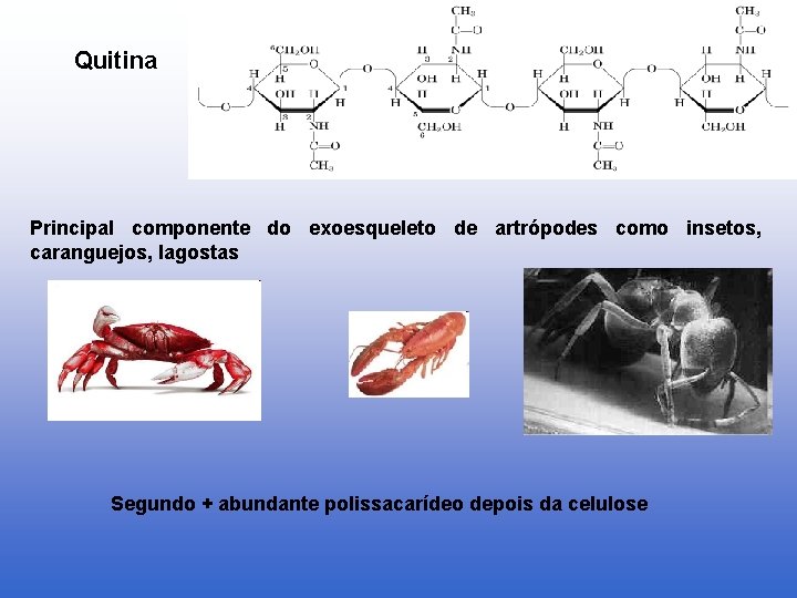 Quitina Principal componente do exoesqueleto de artrópodes como insetos, caranguejos, lagostas Segundo + abundante