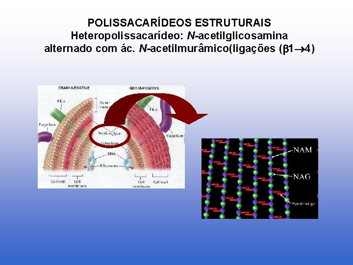 POLISSACARÍDEOS ESTRUTURAIS Heteropolissacarídeo: N-acetilglicosamina alternado com ác. N-acetilmurâmico(ligações ( 1 4) 