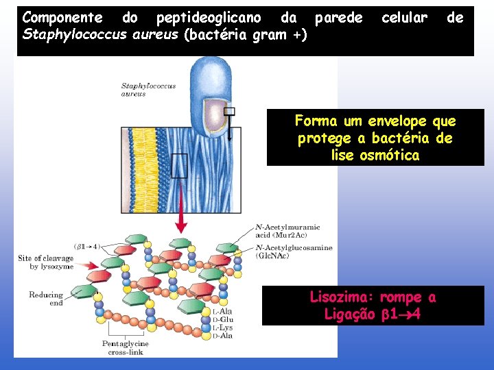 Componente do peptideoglicano da parede Staphylococcus aureus (bactéria gram +) celular de Forma um