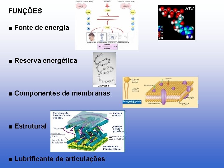 FUNÇÕES ■ Fonte de energia ■ Reserva energética ■ Componentes de membranas ■ Estrutural