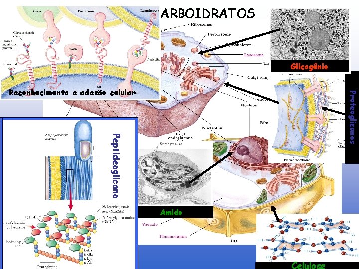CARBOIDRATOS Glicogênio Peptideoglicano Proteoglicanos Reconhecimento e adesão celular Amido Celulose 
