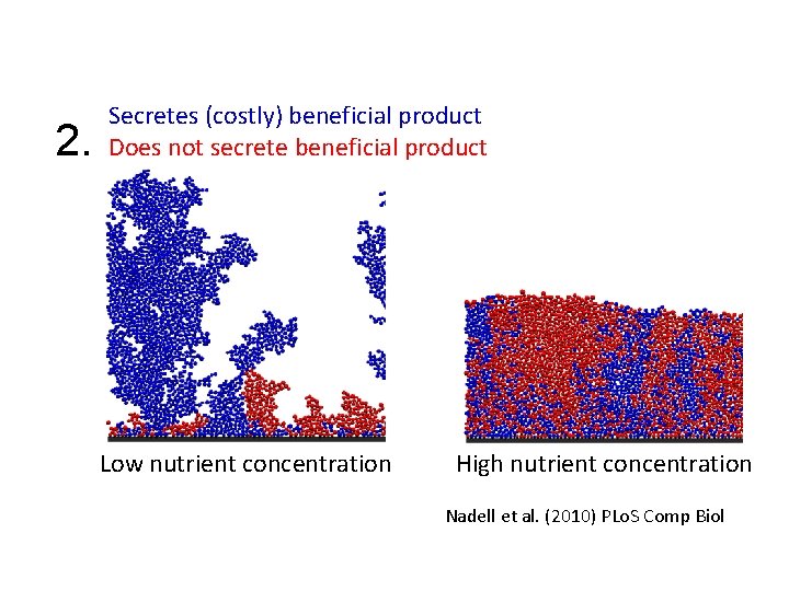 2. Secretes (costly) beneficial product Does not secrete beneficial product Low nutrient concentration High