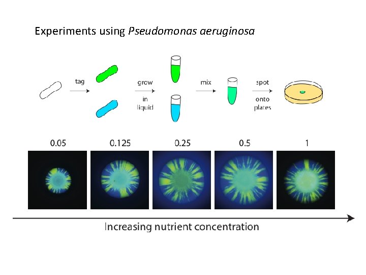 Experiments using Pseudomonas aeruginosa 