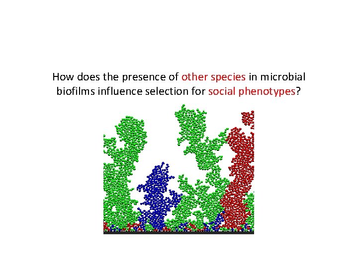 How does the presence of other species in microbial biofilms influence selection for social