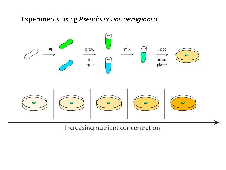 Experiments using Pseudomonas aeruginosa 