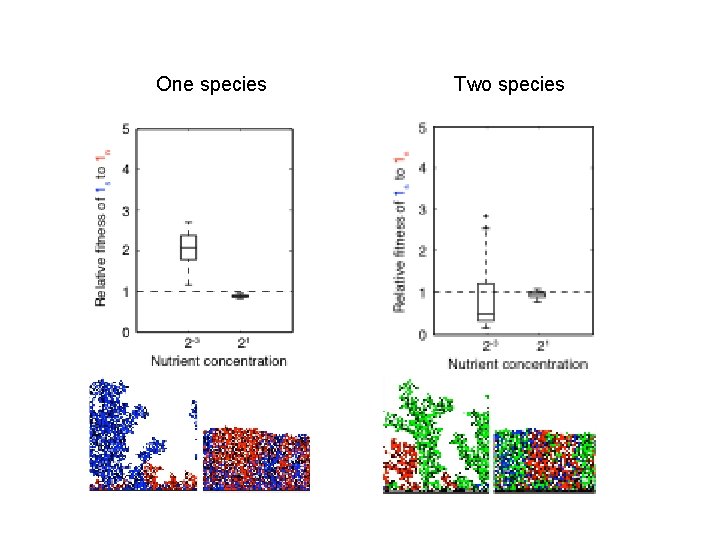 One species Two species 
