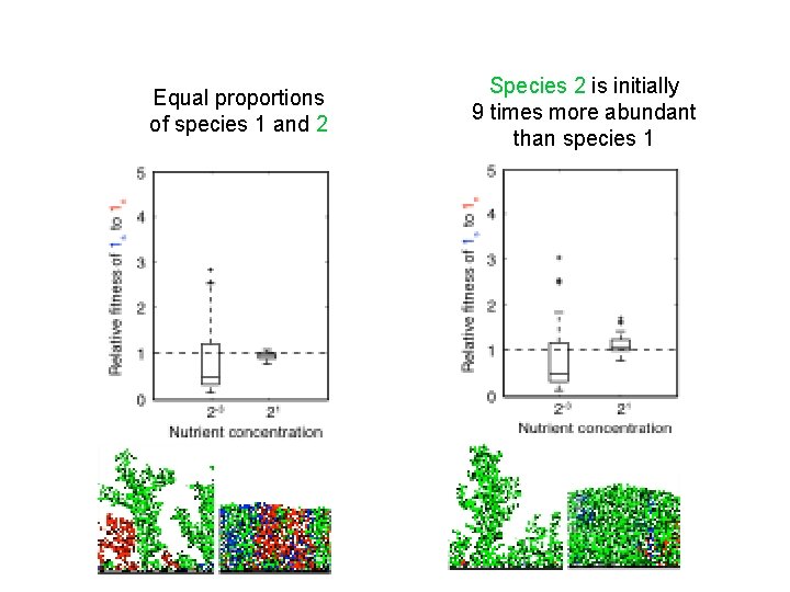 Equal proportions of species 1 and 2 Species 2 is initially 9 times more