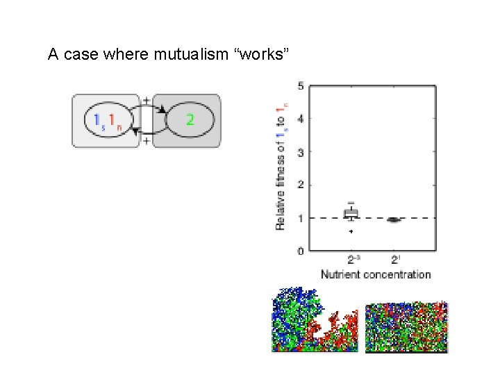 A case where mutualism “works” 
