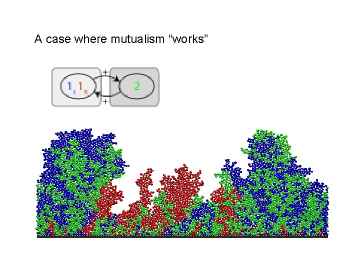 A case where mutualism “works” 