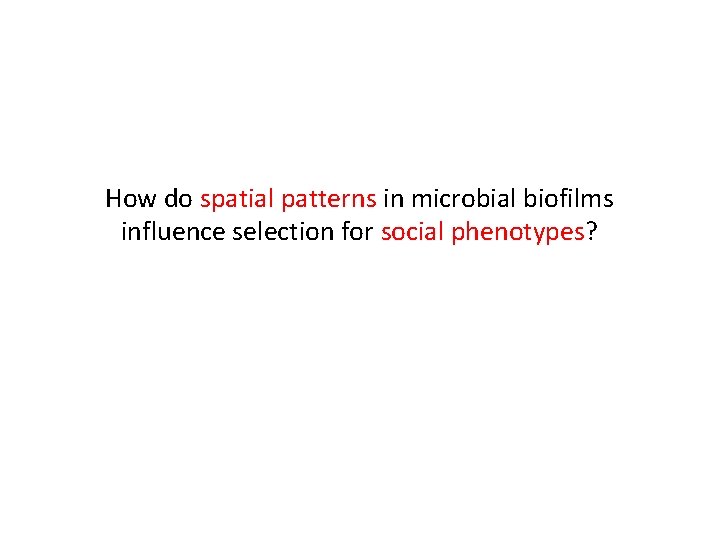 How do spatial patterns in microbial biofilms influence selection for social phenotypes? 