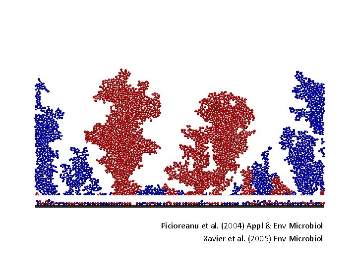 Picioreanu et al. (2004) Appl & Env Microbiol Xavier et al. (2005) Env Microbiol