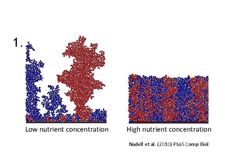 1. Low nutrient concentration High nutrient concentration Nadell et al. (2010) PLo. S Comp