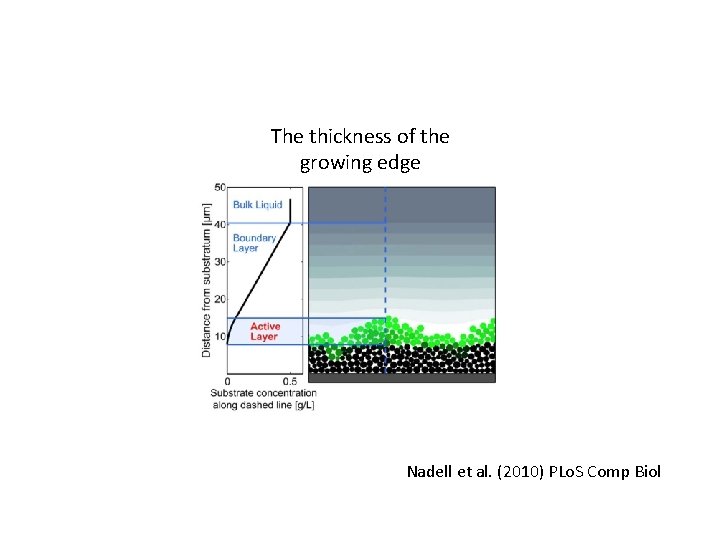 The thickness of the growing edge Nadell et al. (2010) PLo. S Comp Biol